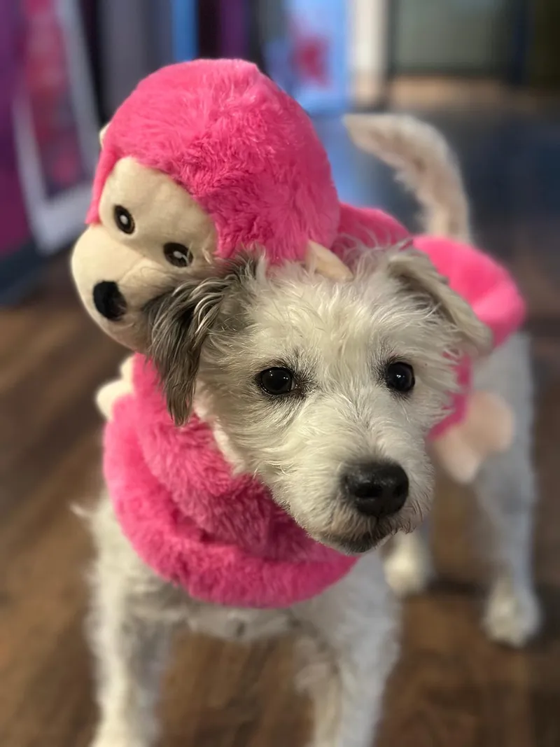 Watson mit Spielzeug