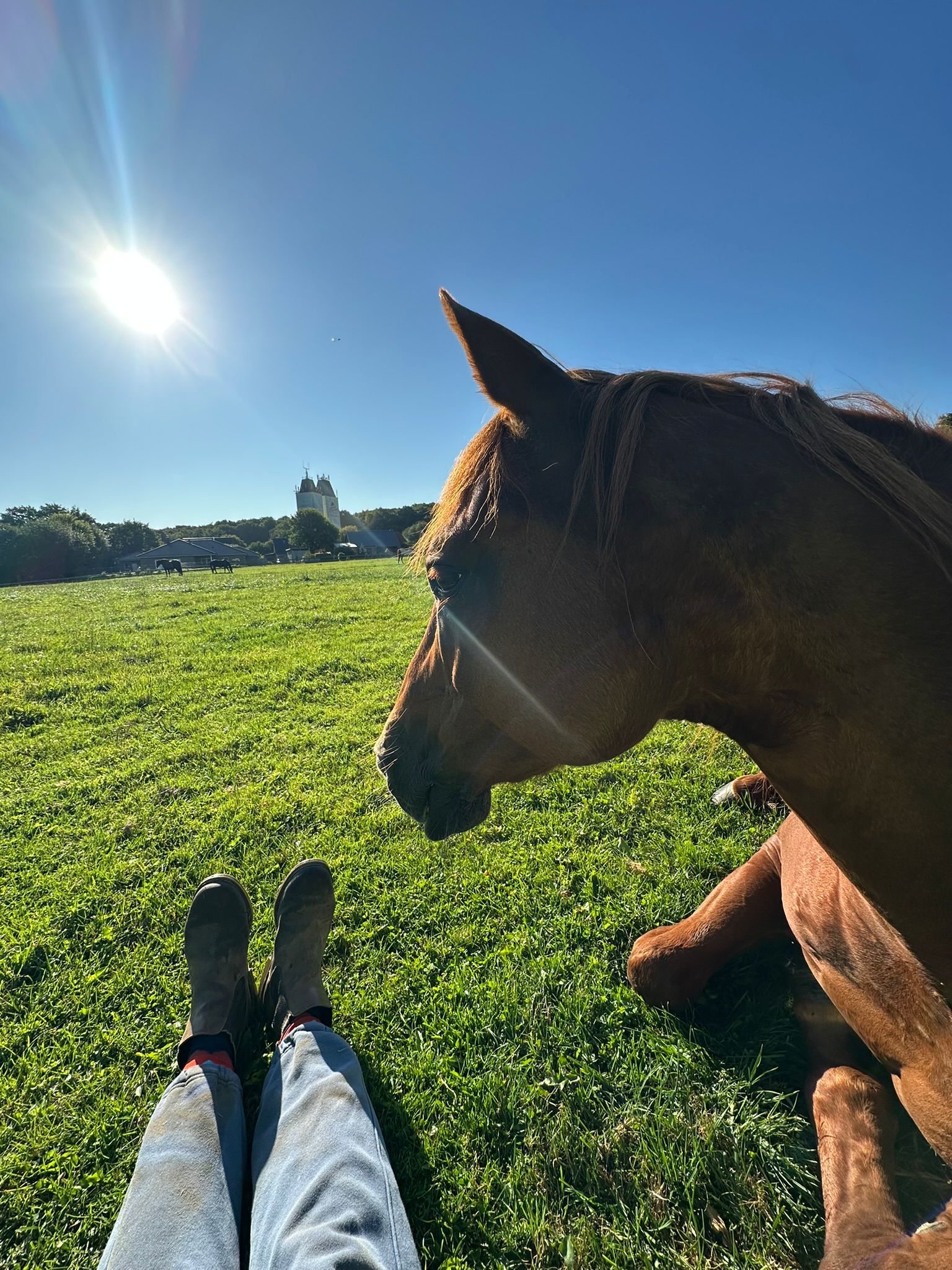 Auszeit mit Pferd auf der Wiese