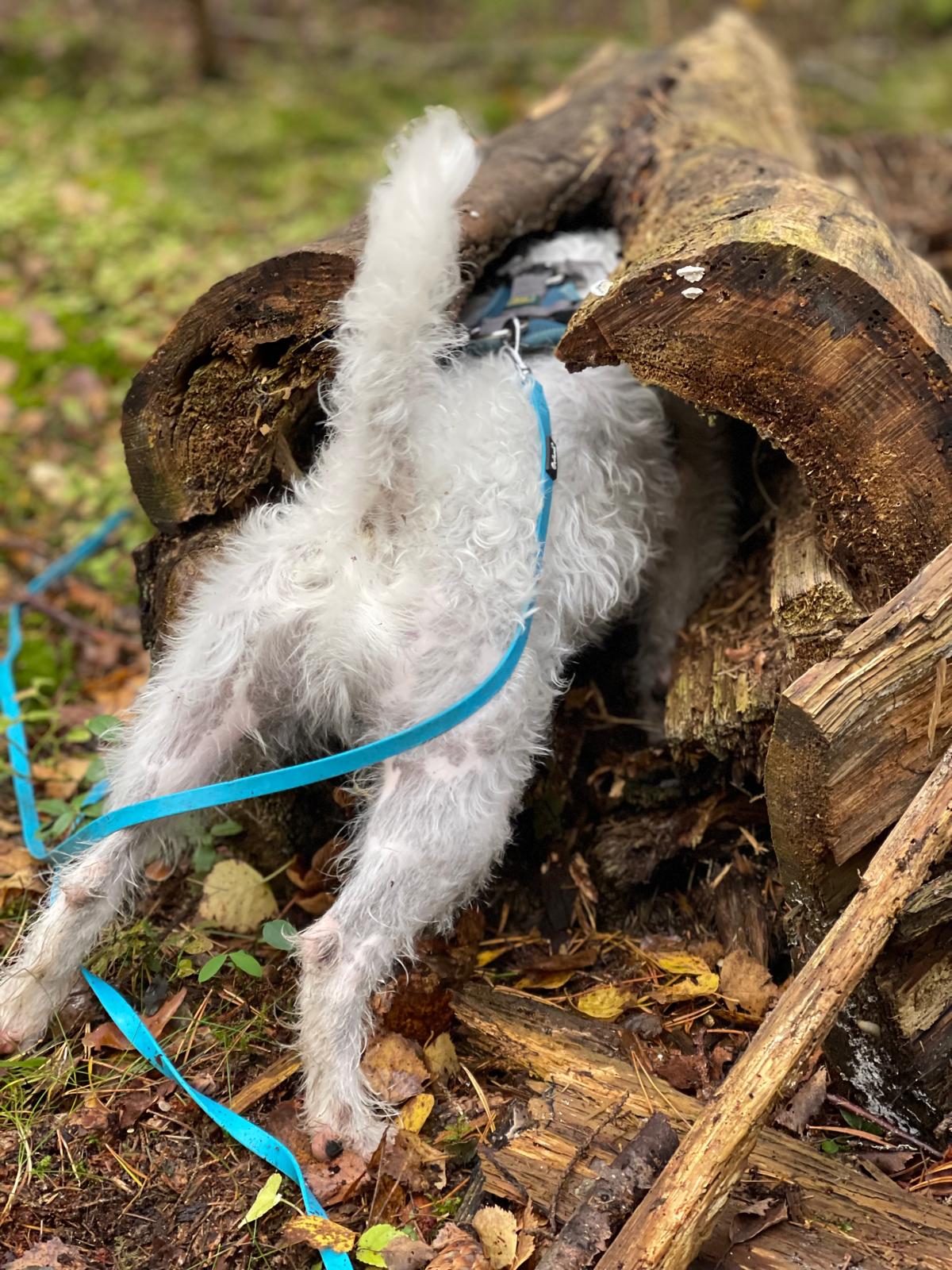 Watson auf Holzstamm