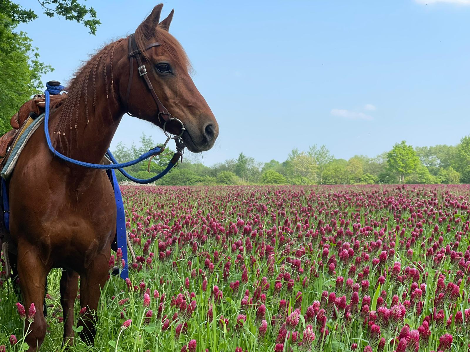Holly und roter Klee