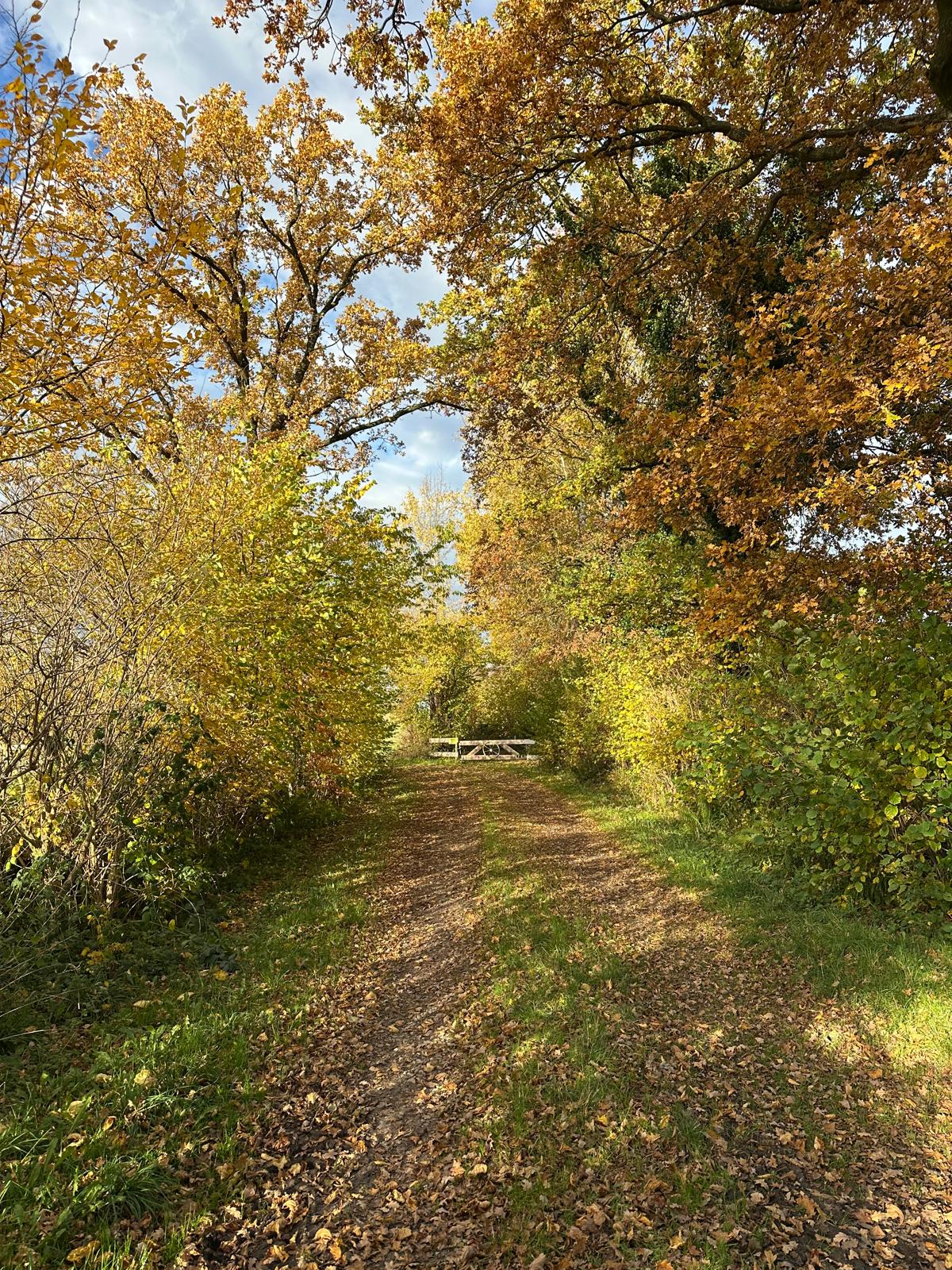 Waldweg