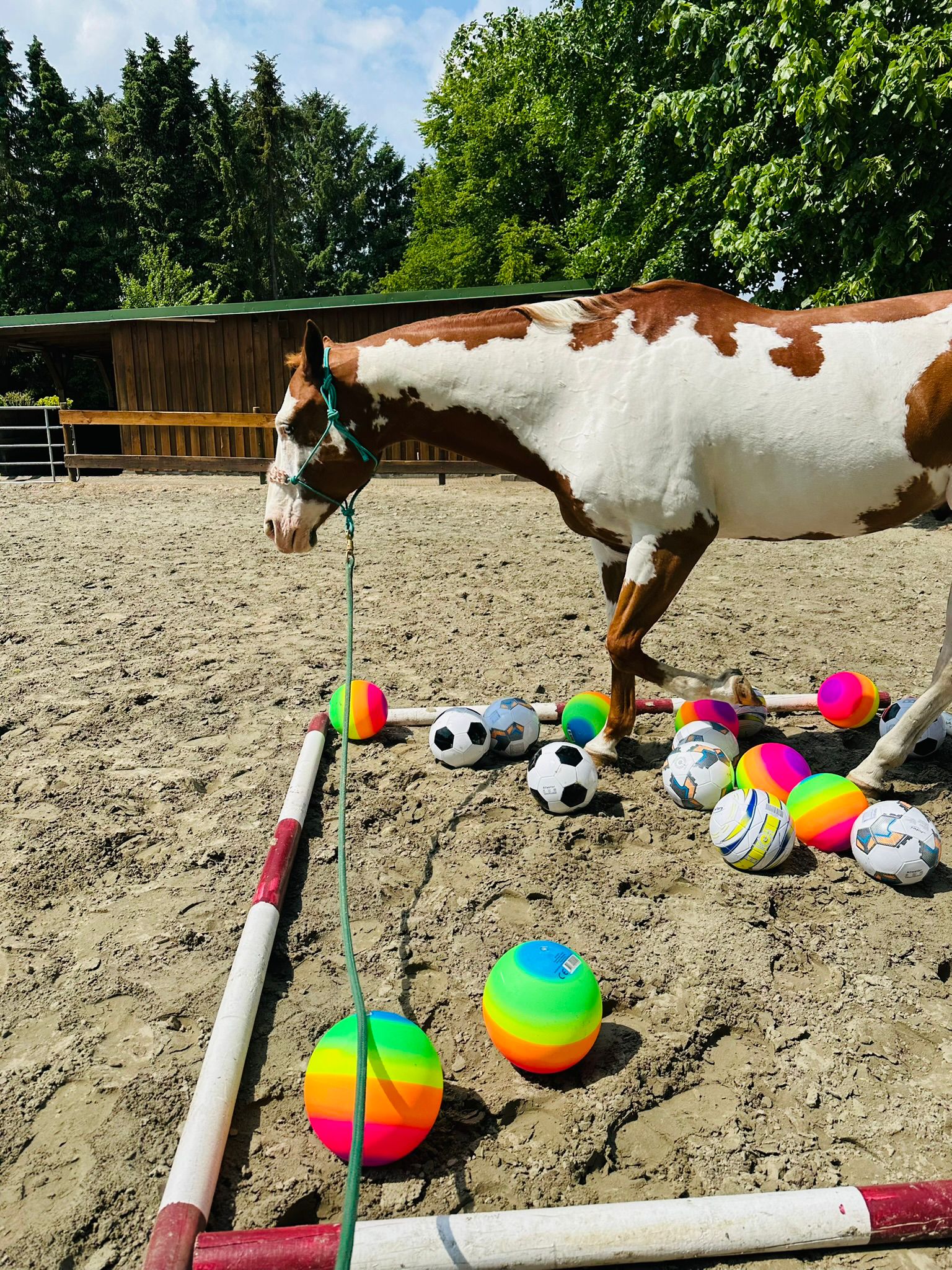 Schrecktraining mit Bällen