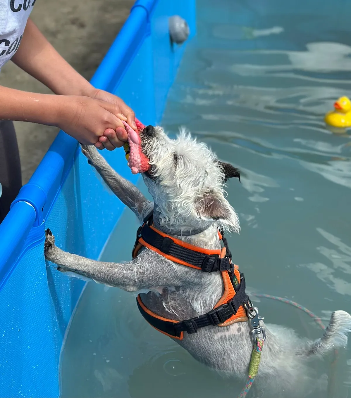 Watson - Parson Russell Terrier